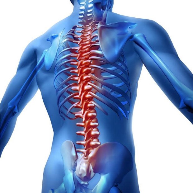 12668169 - human body backache and back pain with an upper torso body skeleton showing the spine and vertebral column in red